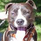 American Pit Bull Terrier